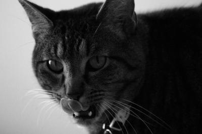 Tongue.jpg