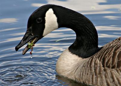 IMG_5887crsh2.jpg