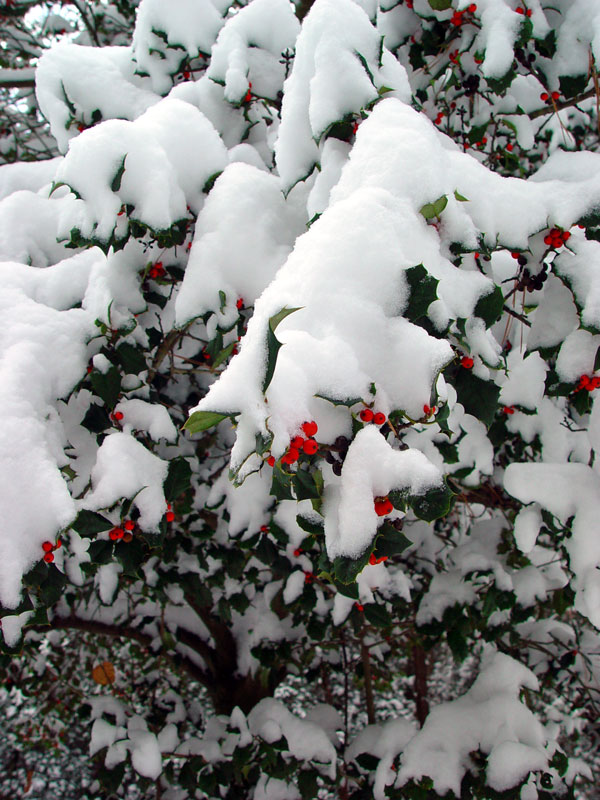 Holly in Winter