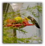 Another Hungry Hummer