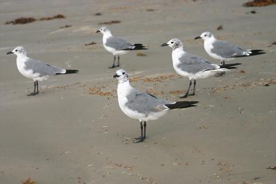 Sea Gulls 72  00078.jpg