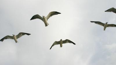 Sea Gulls 72 00061.jpg