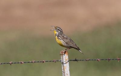 Western Meadowlark singing