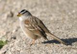 White-crowned Sparrow