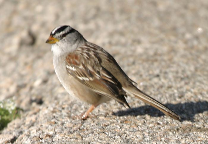 White-crowned Sparrow