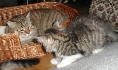 Kittens meet dad - Pennut tapaavat isin -  Updated Jan. 18, 03