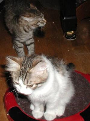 Valmu(Barcarola) and bosa