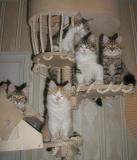 allkittens280103.jpg