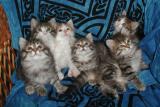 The kittens were nice enough to pose in a group.