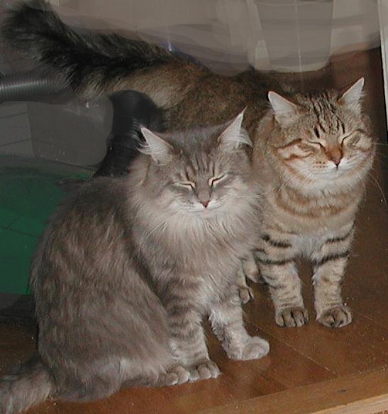 Gordi and Cedi in November 2002. Kaverukset marraskuussa 2002.