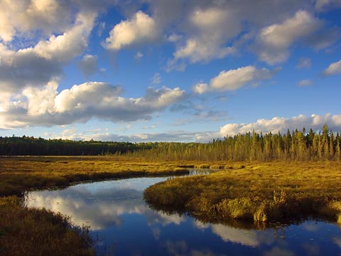 Spruce Bog at Sunset 6078