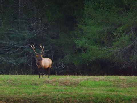 Cataloochee Elk 6688