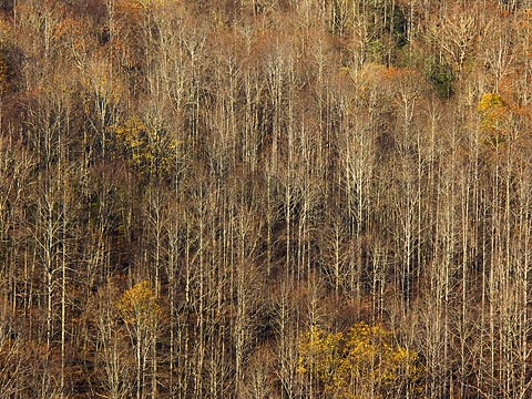 Bare Mountain Trees 6645