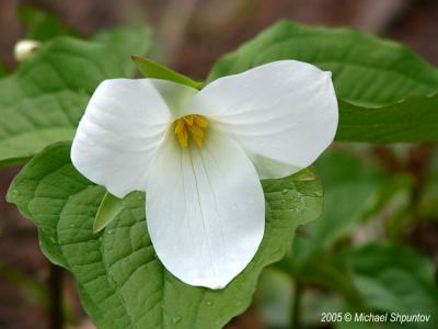 Trillium #1