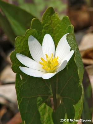 Bloodroot #2