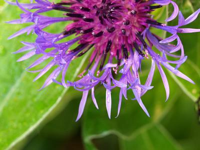 Centaurea montana