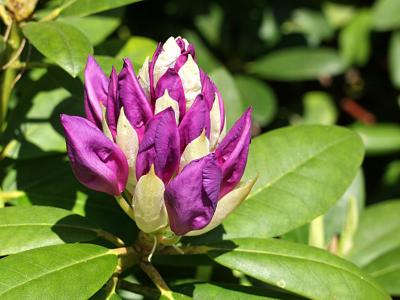 Rhododendron catawbiense Boursault