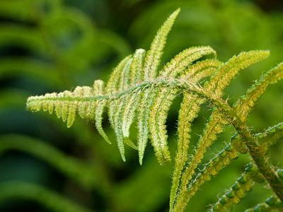 Dryopteris filix-mas