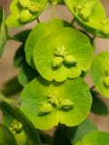 Euphorbia amygdalodes robbiae