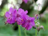 Geranium macrorhizum