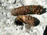 Caddis in rock case...Hamilton Branch, California