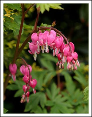 Bleeding Hearts in the Neighborhood