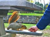Fat Squack