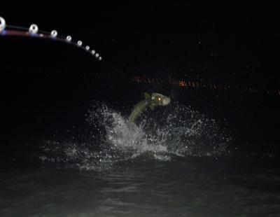 steve tarpon jumping 05-07-05.jpg