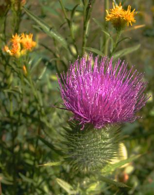 Thistle with Pollen