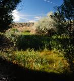Meadow