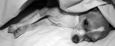 peanut under blanket