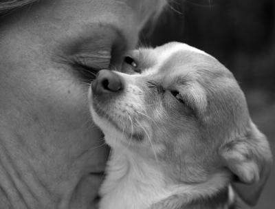 pampered pet