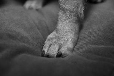 paw