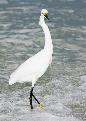 Snowy Egret in Evening Surf