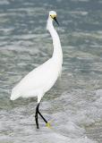 Snowy Egret in Evening Surf