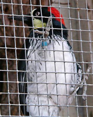 Acorn Woodpecker