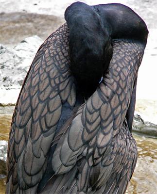 Cormorant Nap