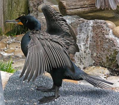 Double Crested Cormorant Stretch