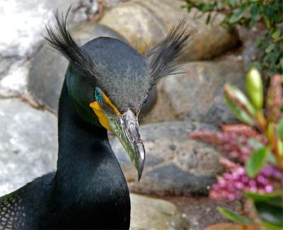 Cormorant Crests