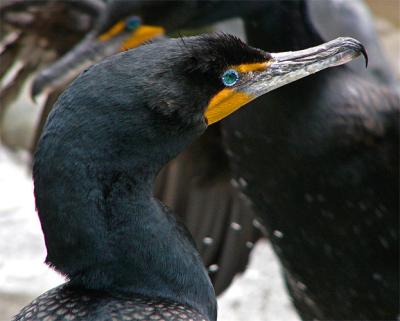 Cormorant Head