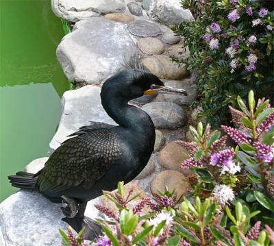 Cormorant  Among Flowers
