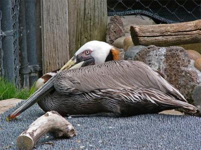 Resting Brown Pelican