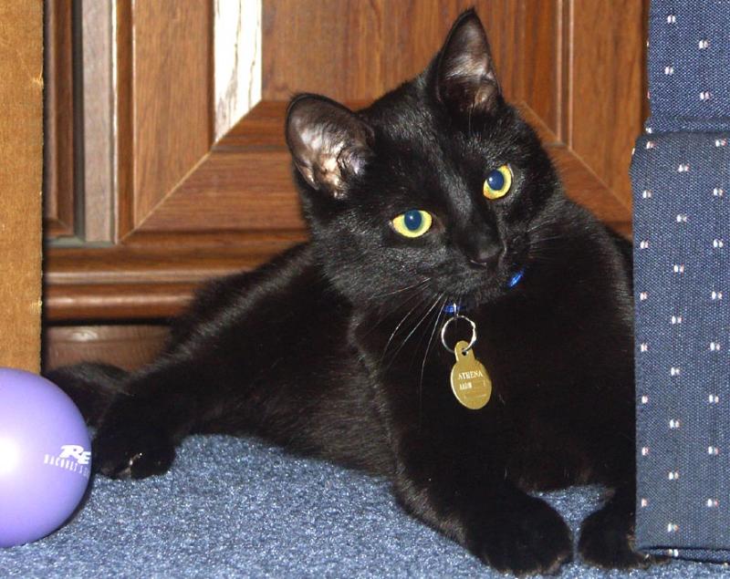 Miss Mischief