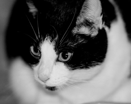 Cleo
