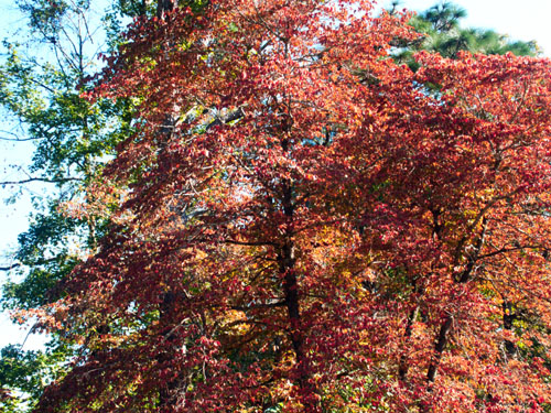 Falll Colors