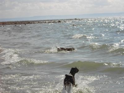u18/mishules/medium/43037782.SunSeaandSoggydogs.jpg