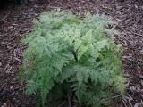 Davallia  Fern variety