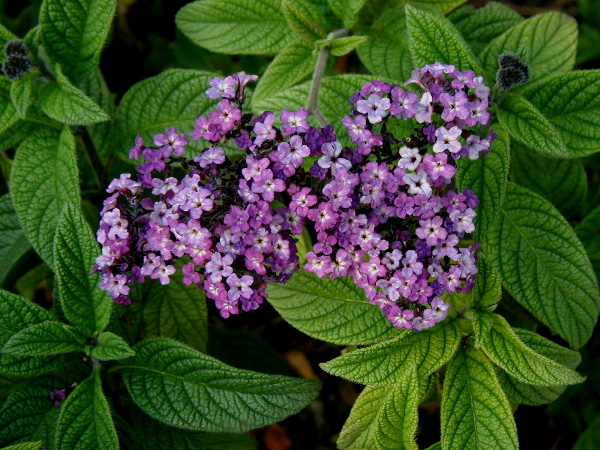 Heliotrope