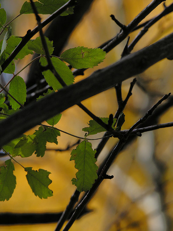 Summer and Fall