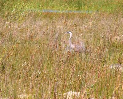 CRW_0072.jpg